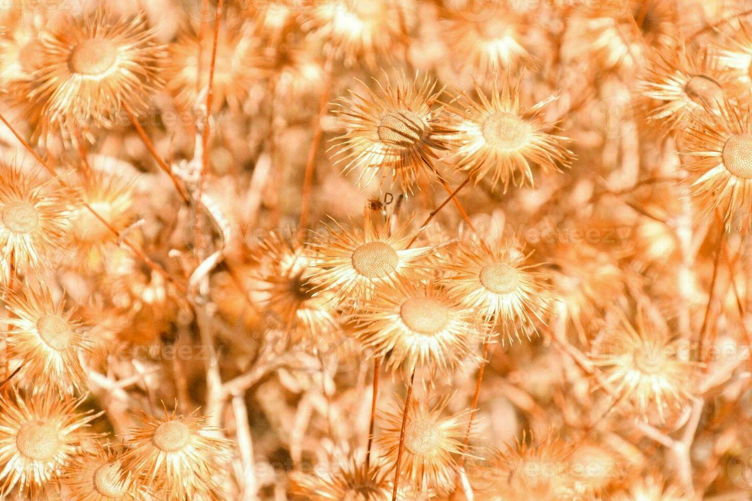 een veld- van droog grassen met bruin bloemen foto