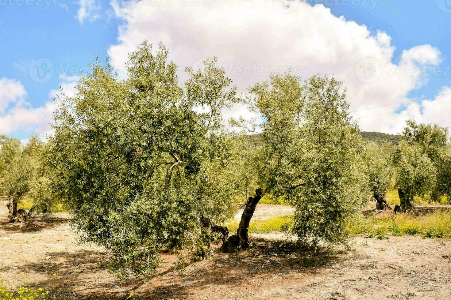 landschap met bomen foto