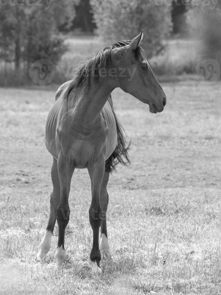 paarden Aan een weide foto