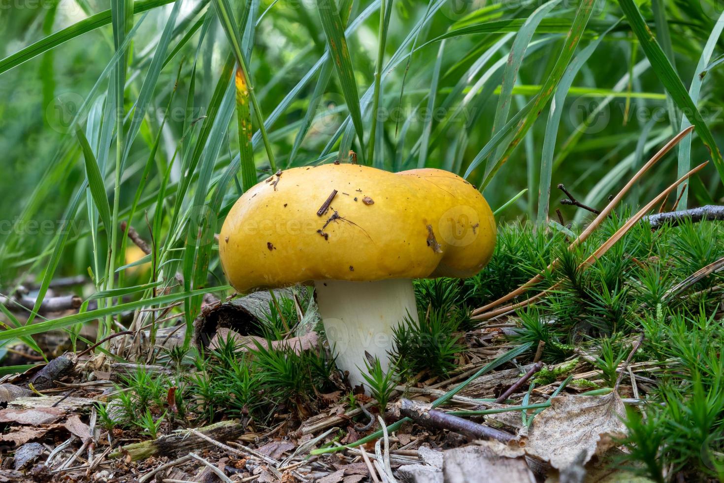 close-up van een gele moerasrussula-paddenstoel tussen dennennaalden foto