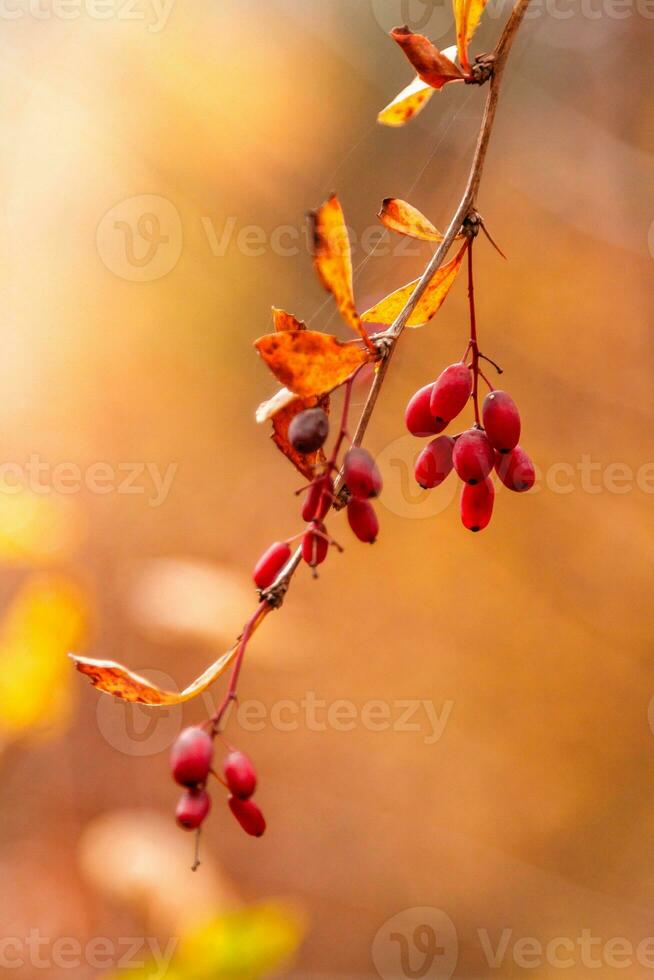 herfst takken met bladeren en rood bessen Aan takken foto