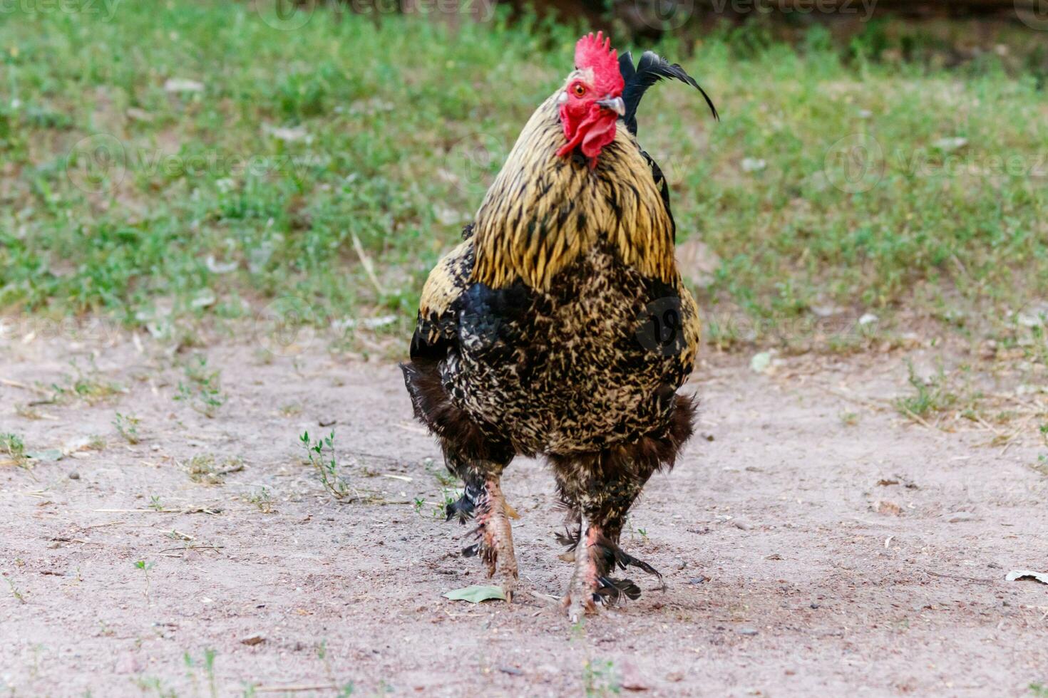 mooi pik Aan gras achtergrond foto