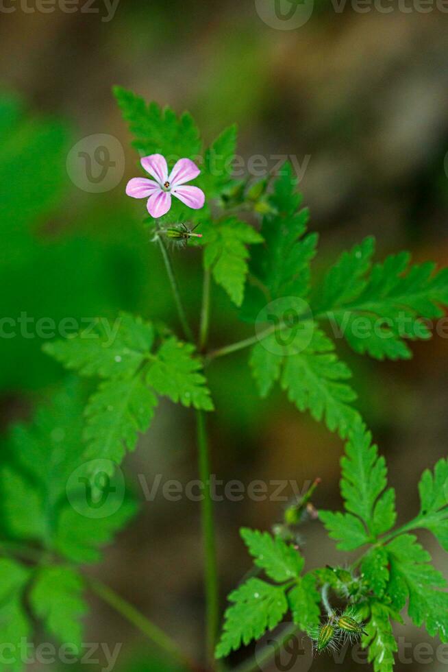 mooi voorjaar bloeiend weide van vers bloemen foto