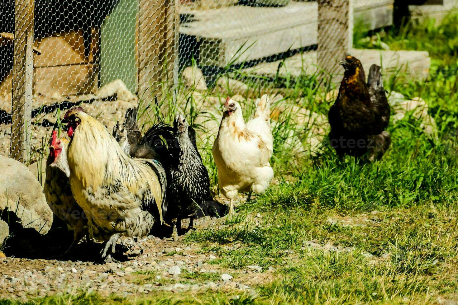 een groep van kippen wandelen in de omgeving van in een omheind Oppervlakte foto