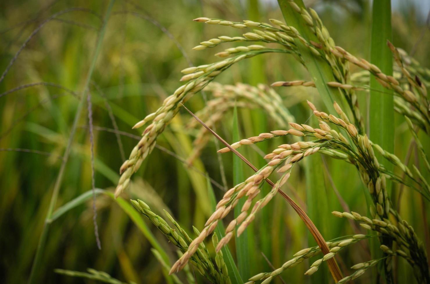 rijst veld close-up foto