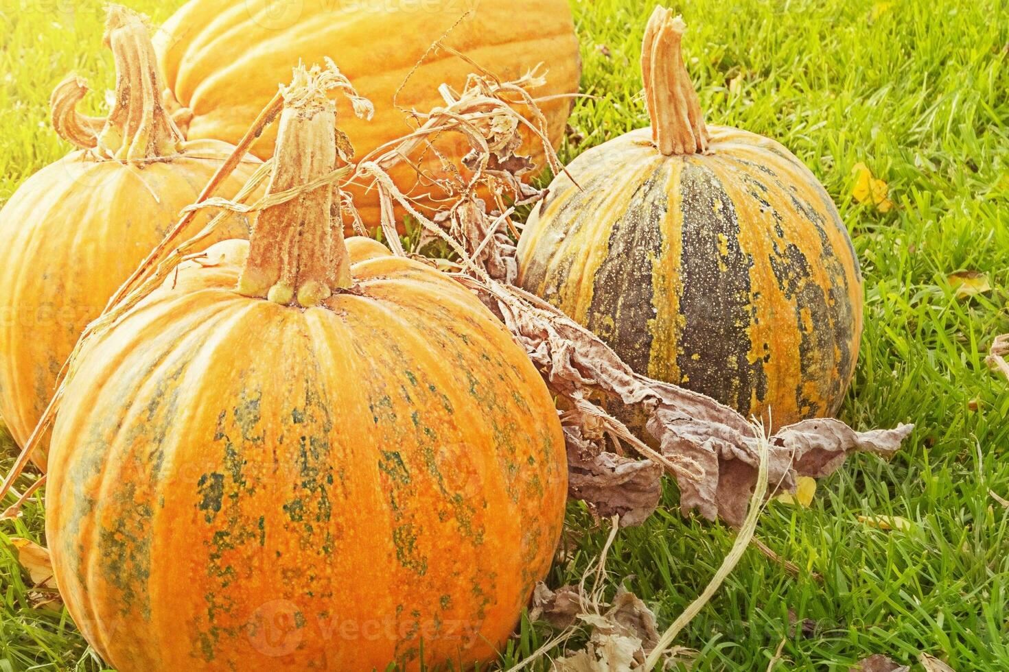 rijp oranje pompoenen Aan een achtergrond van groen gras. oogsten is seizoensgebonden. halloween. foto