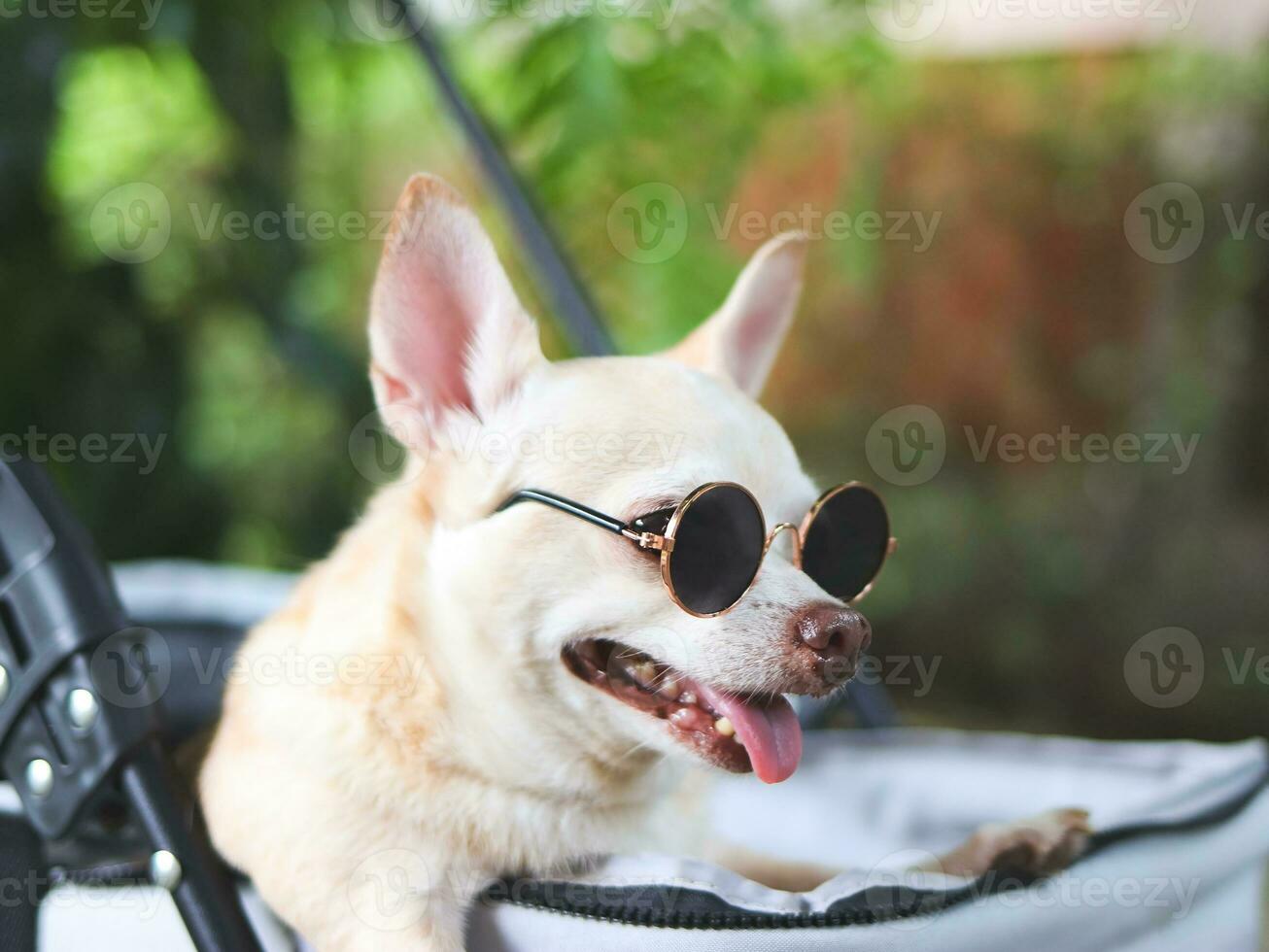 bruin kort haar- chihuahua hond vervelend zonnebril, staand in huisdier wandelwagen in de tuin met groen fabriek achtergrond. glimlachen gelukkig. foto