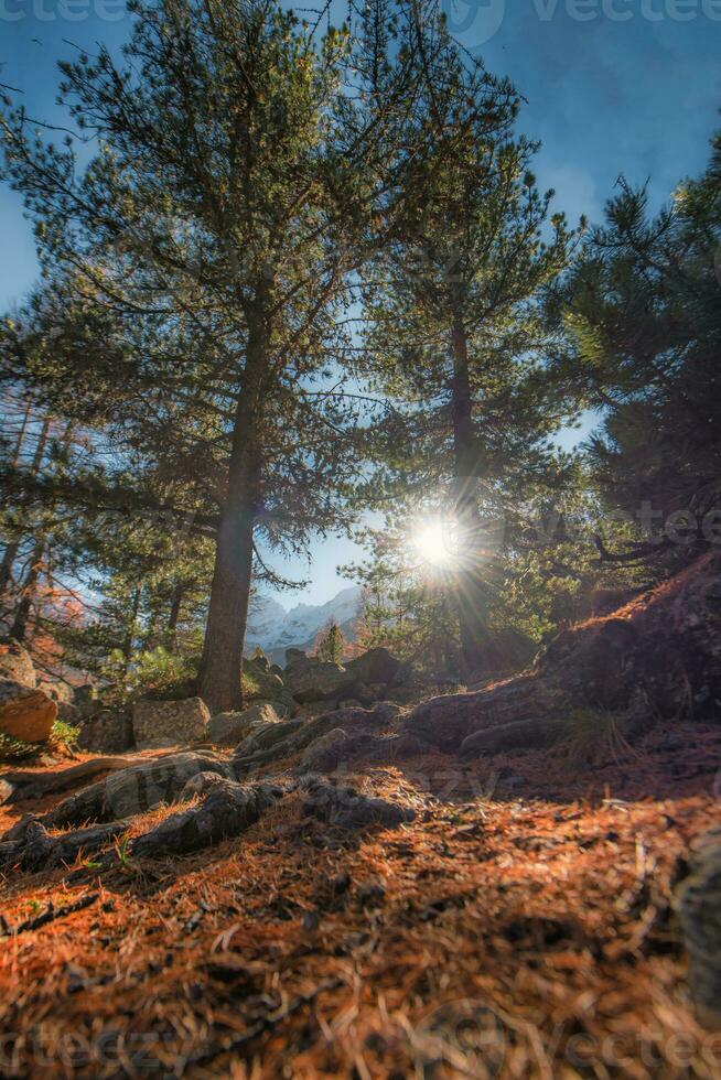verticaal landschap met zonneschijn tussen de bomen in de bergen foto