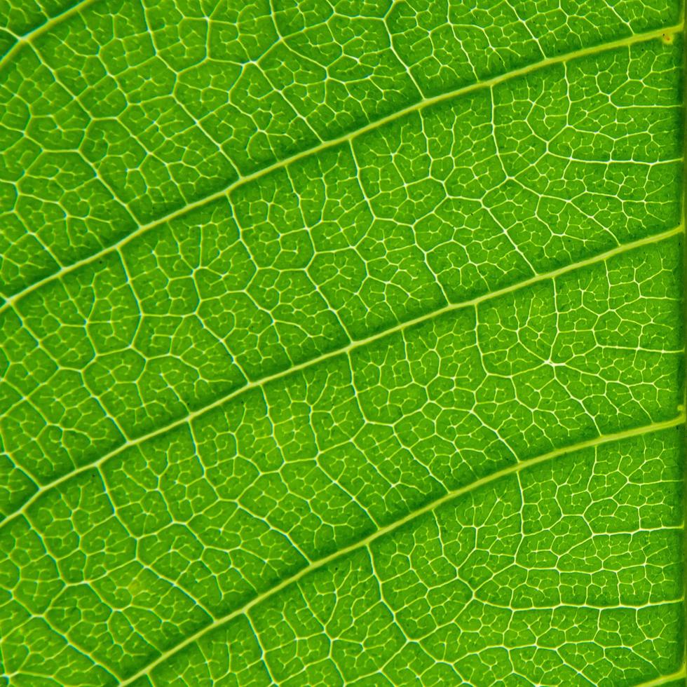 groene bladerentextuur en bladvezel, achtergrond door groen blad. foto