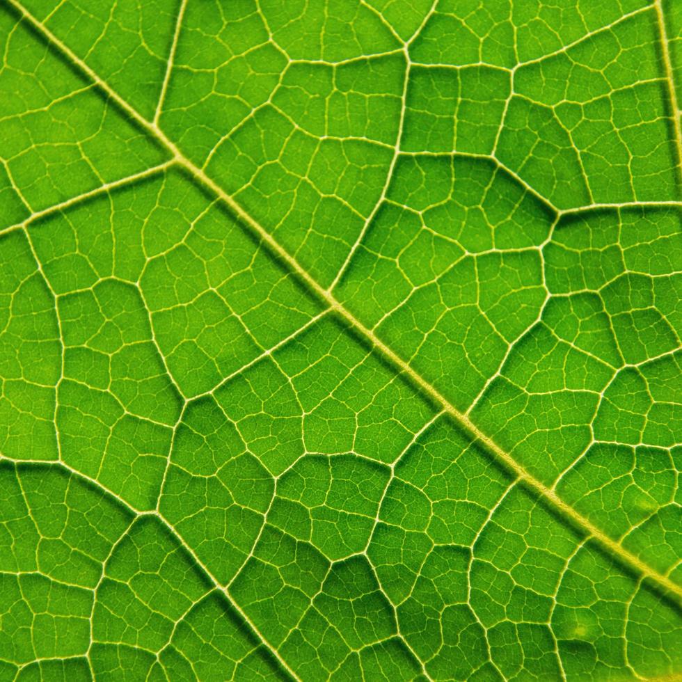 groene bladerentextuur en bladvezel, achtergrond door groen blad. foto