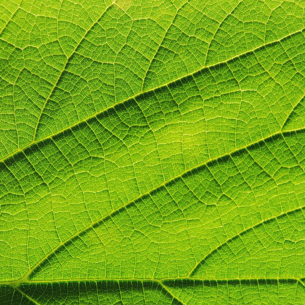groene bladerentextuur en bladvezel, achtergrond door groen blad. foto