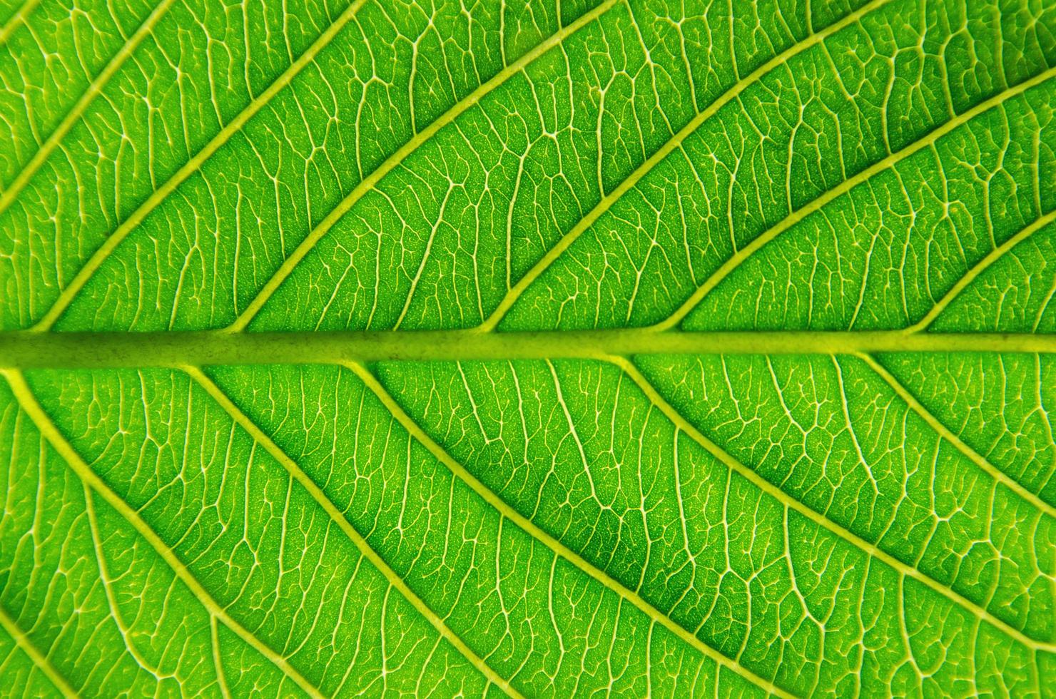 groene bladerentextuur en bladvezel, achtergrond door groen blad. foto