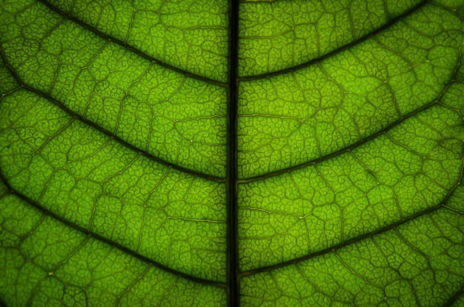 groene bladerentextuur en bladvezel, behang op detail van groen blad foto