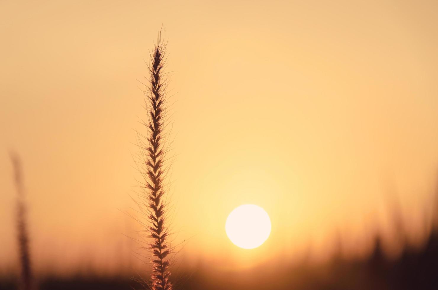 grasbloem in tuin met ochtendlicht, concept het groeien van het leven. foto