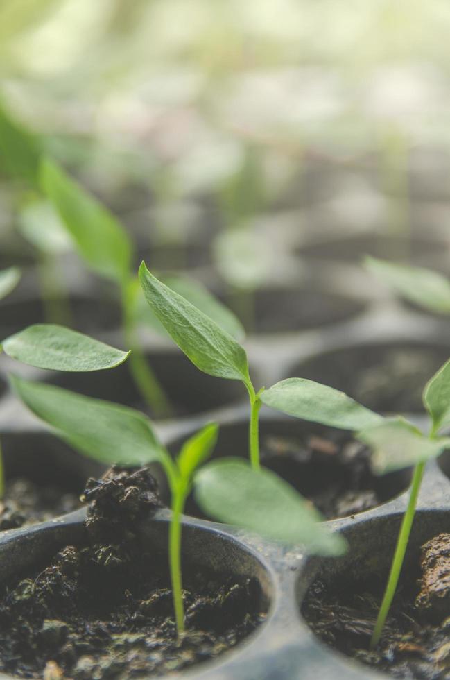 groen van jonge plant en zaailing groeien in de pot. foto