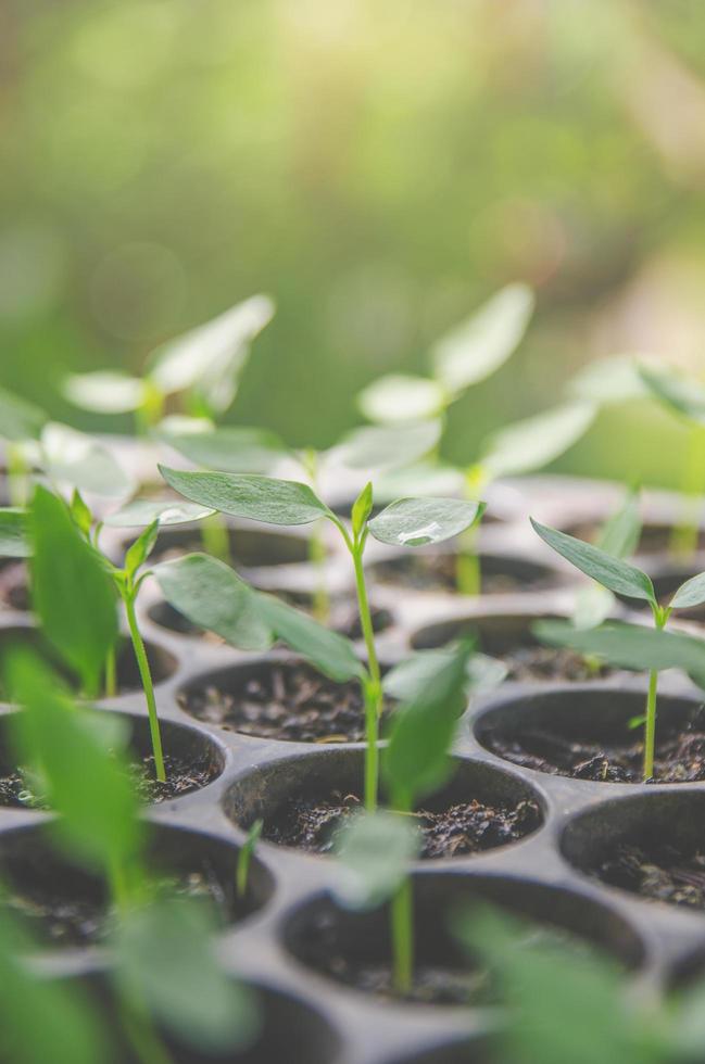 groen van jonge plant en zaailing groeien in de pot. foto