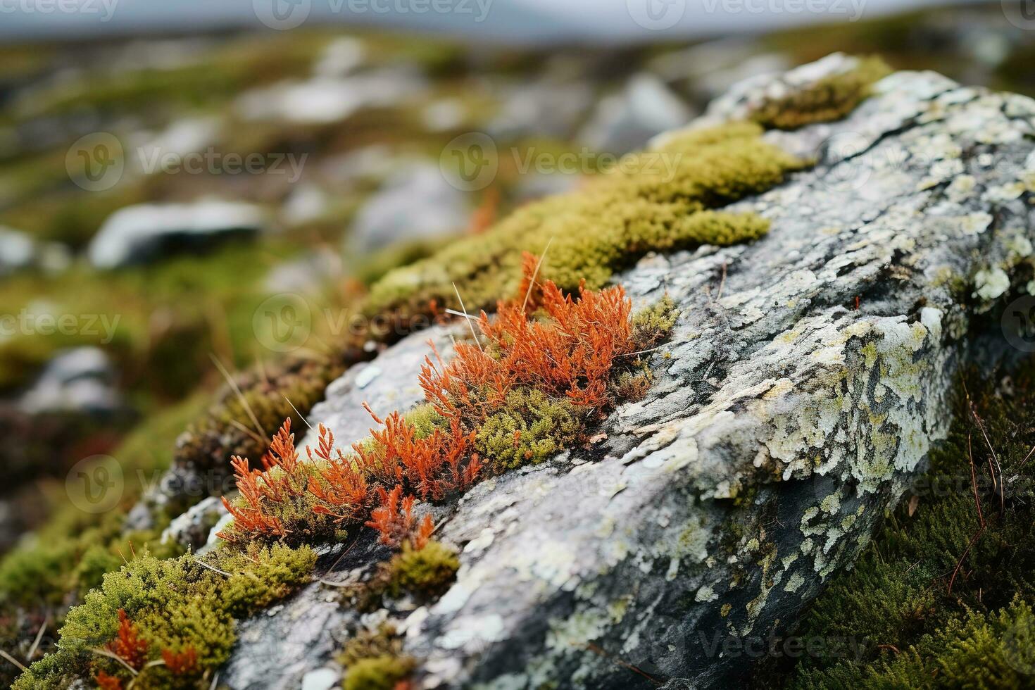 dichtbij omhoog van kleurrijk korstmossen groeit Aan een rots in de toendra. divers tinten van groente, geel, oranje, en rood, en ze contrast prachtig met de grijs steen. foto