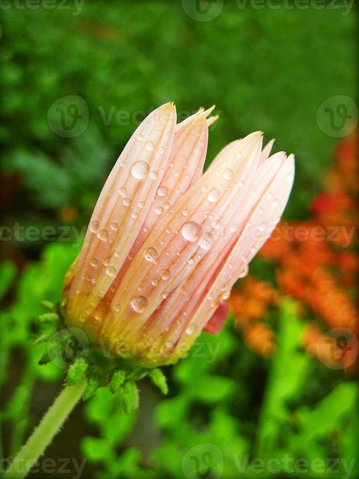 bloem bloesem close-up natuur achtergrond prints foto