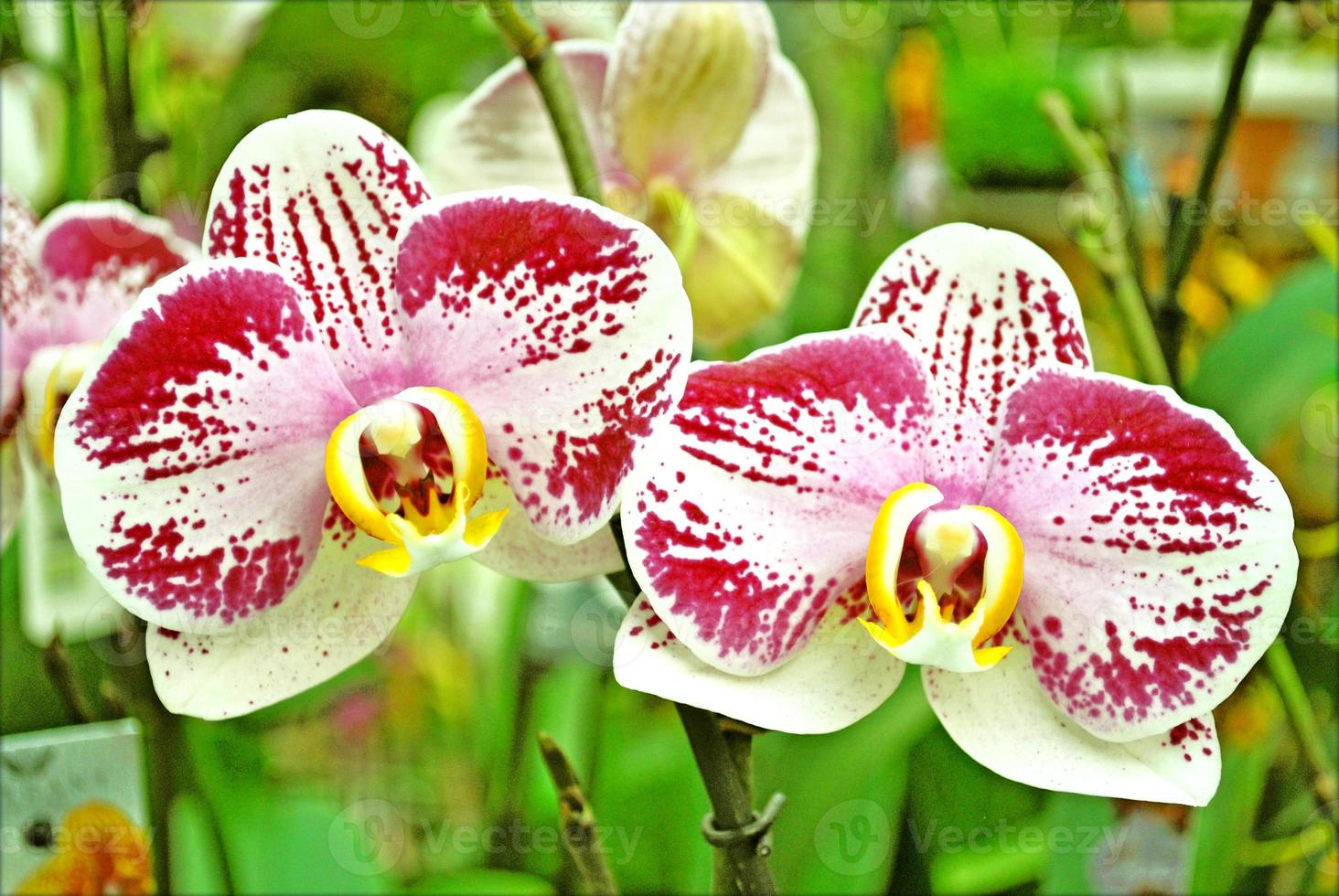 bloem bloesem close-up natuur achtergrond prints foto