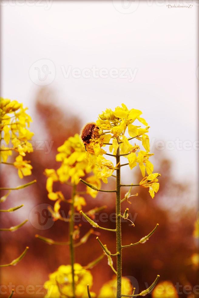 bloem bloesem close-up natuur achtergrond prints foto