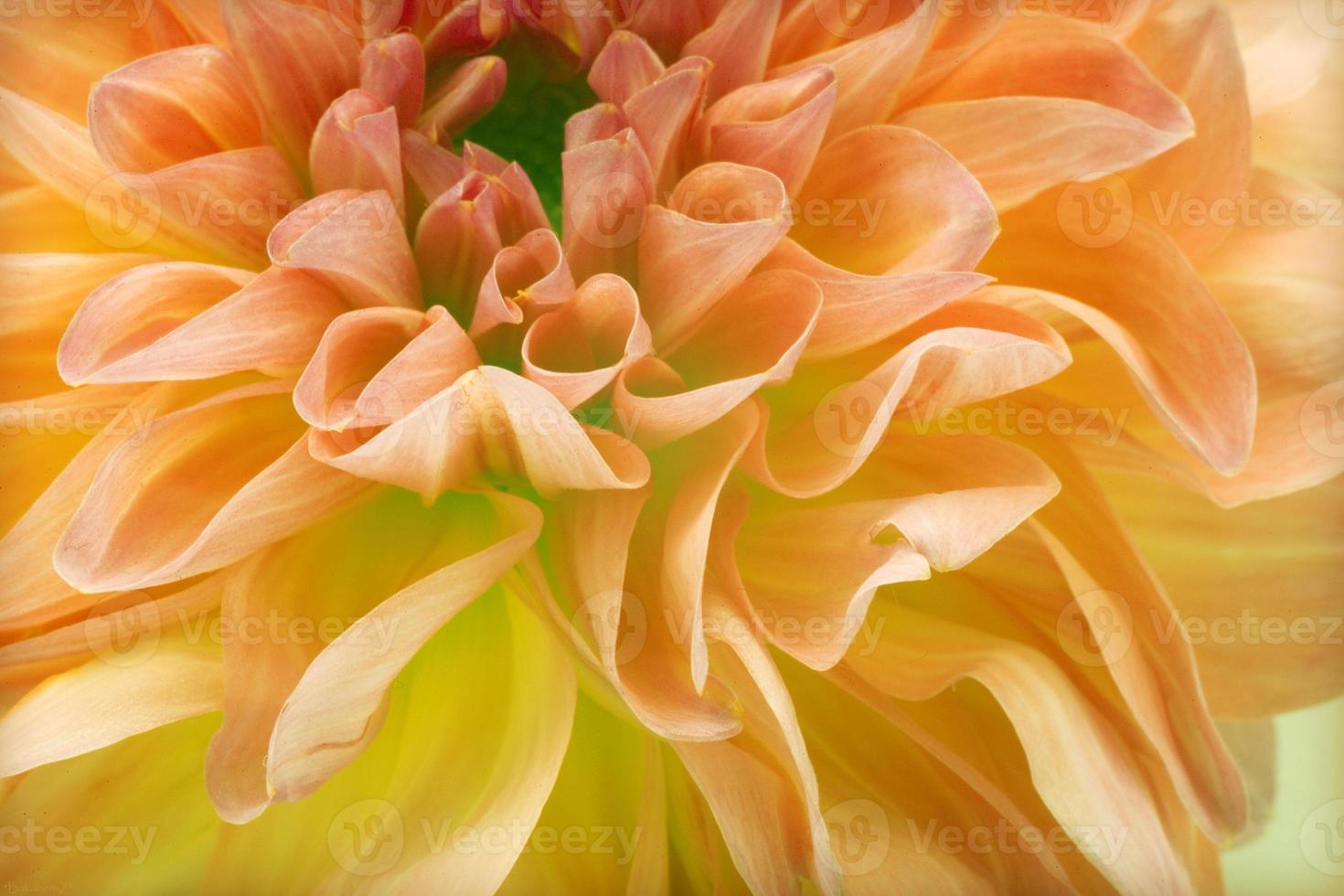 bloem bloesem close-up natuur achtergrond prints foto