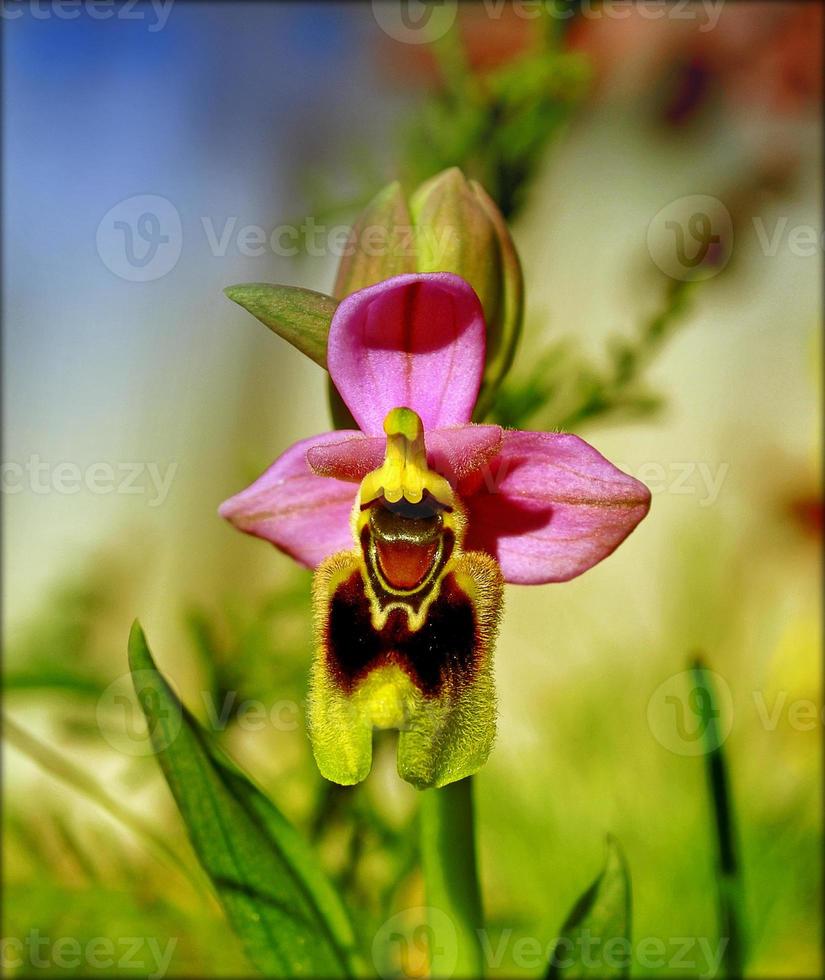 bloem bloesem close-up natuur achtergrond prints foto