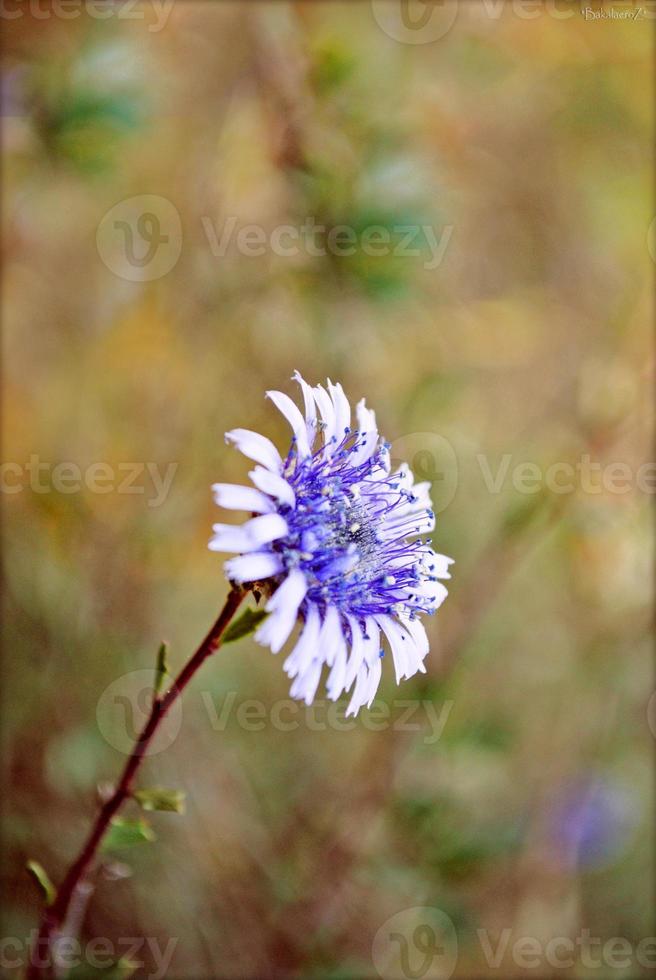 bloem bloesem close-up natuur achtergrond foto