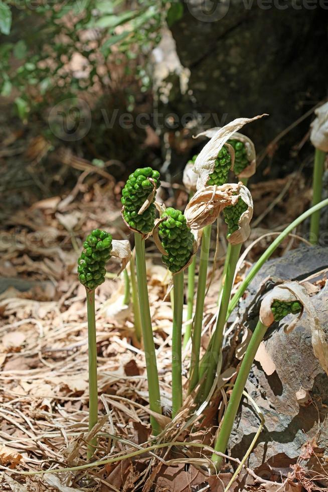 giftige bloem aronskelk creticum araceae familie kreta eiland prints foto