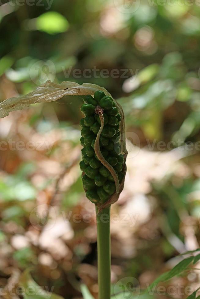 giftige bloem aronskelk creticum araceae familie kreta eiland prints foto