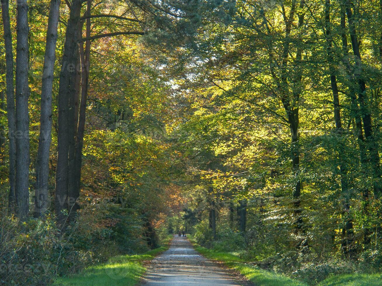 herfst tijd in de Duitse münsterland foto