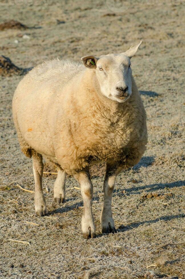 schapen in Duitsland foto