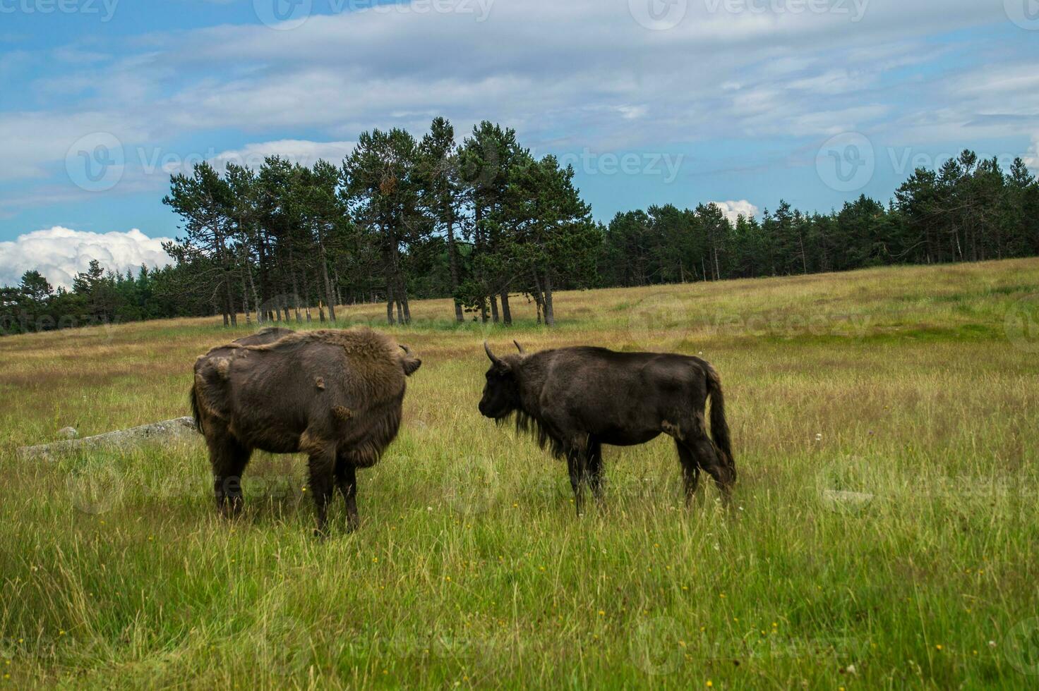 buffel reserveren sainte eulalie nl margeride,lozere,frankrijk foto