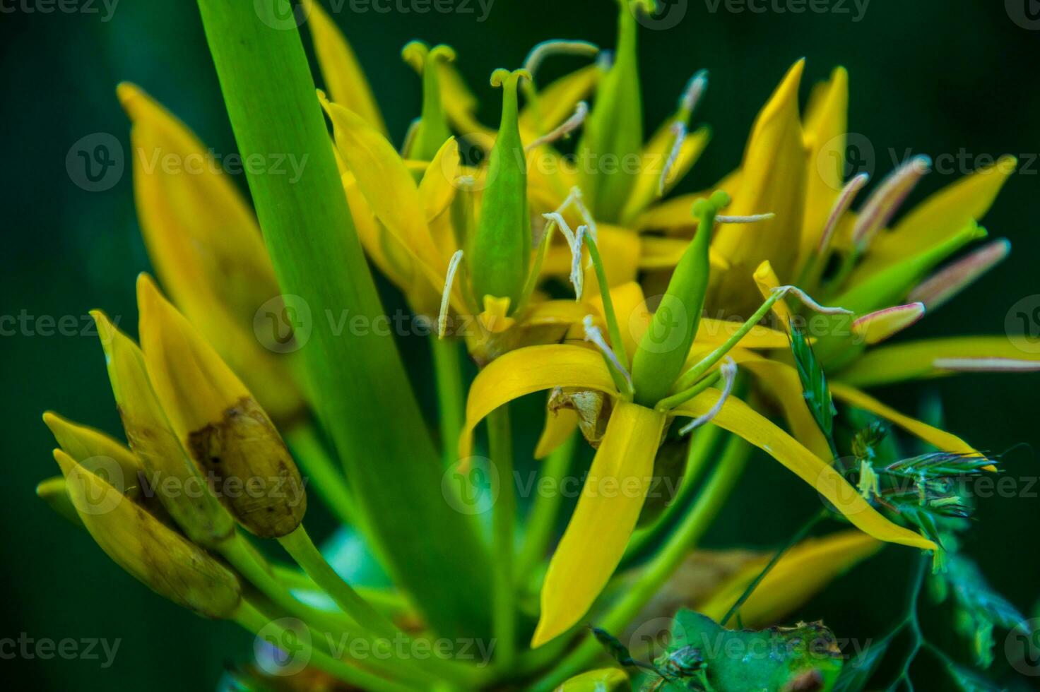 geel gentiaan bloemen foto