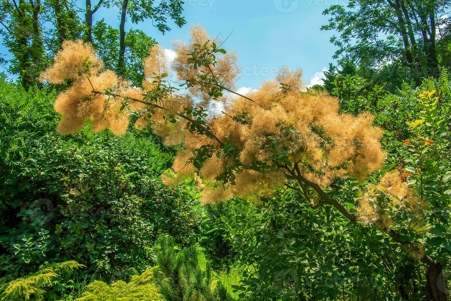 cotinus coggygria, rhus cotinus, rookboom, rook boom, rook struik, of verver sumach is een soorten van bloeiend fabriek. natuurlijk groen en roze bloem achtergrond foto