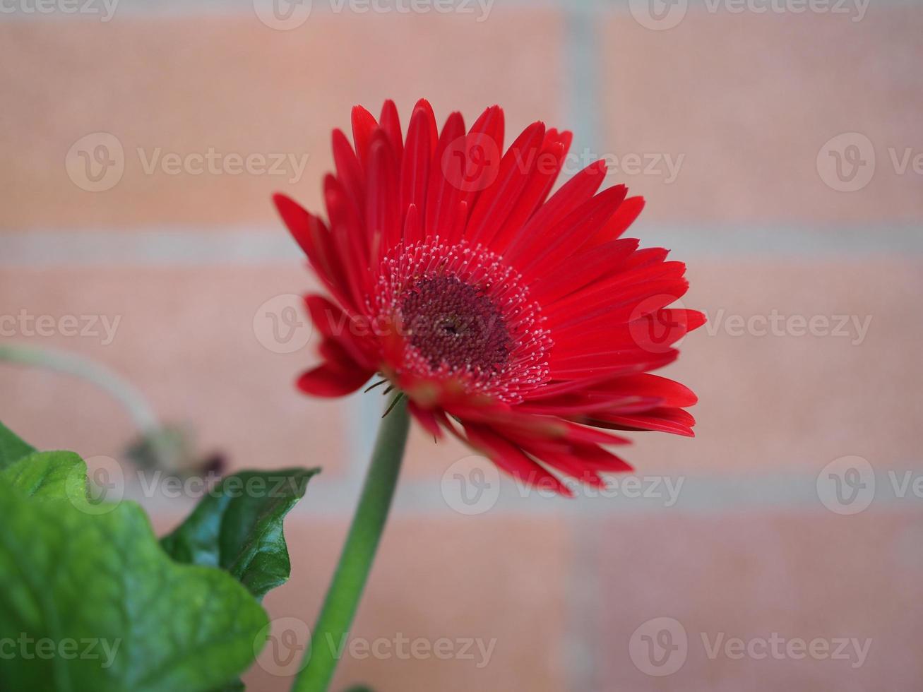 rode gerbera madeliefjebloem foto