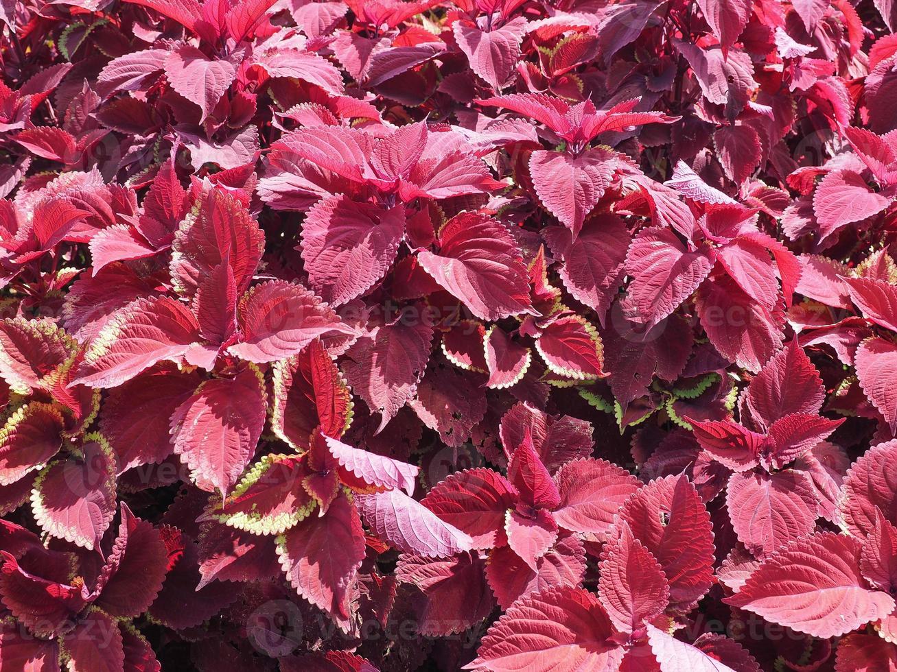 coleus geschilderde brandnetelplant foto