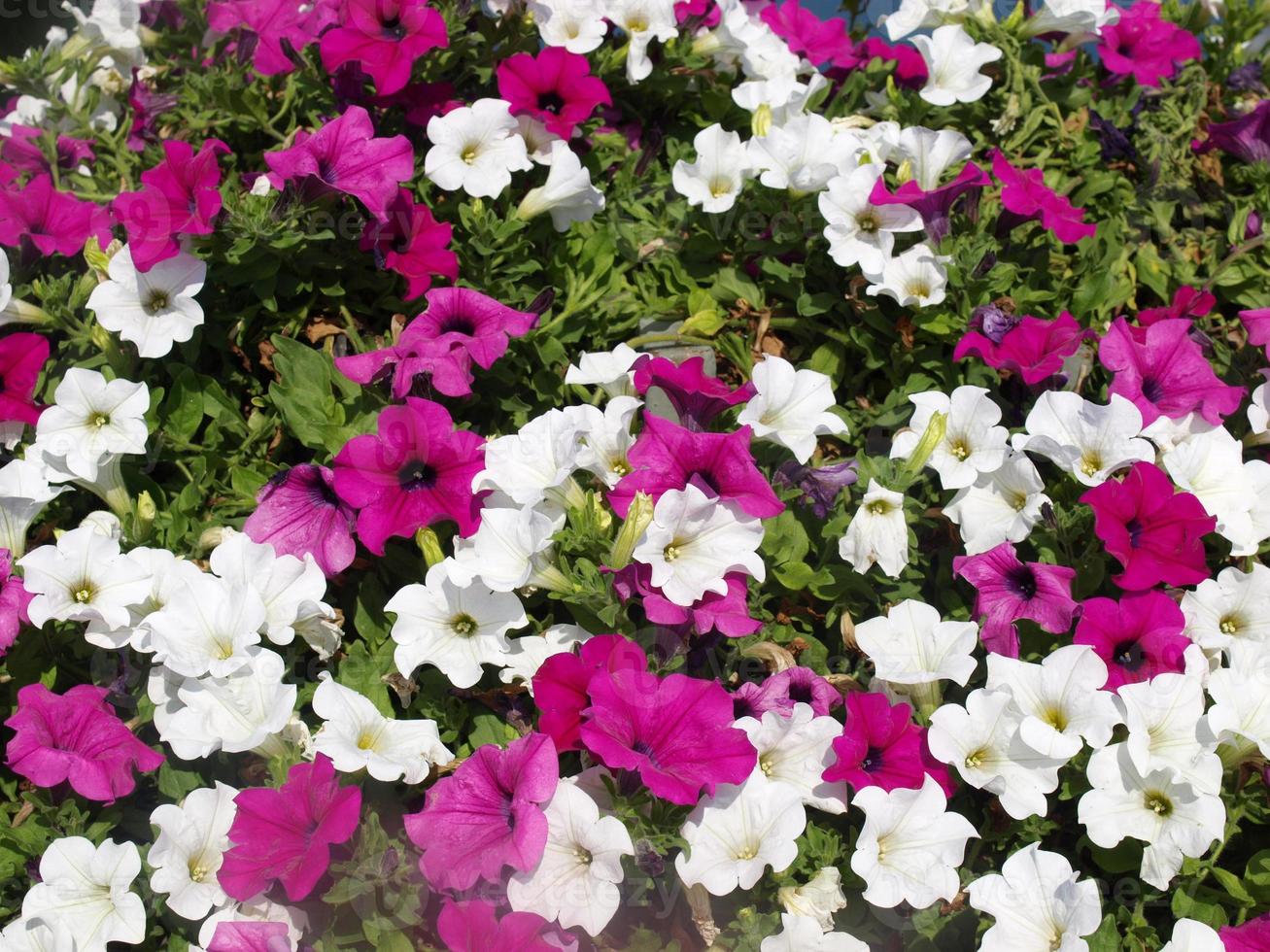 petunia plant petunia atkinsiana roze en witte bloem foto