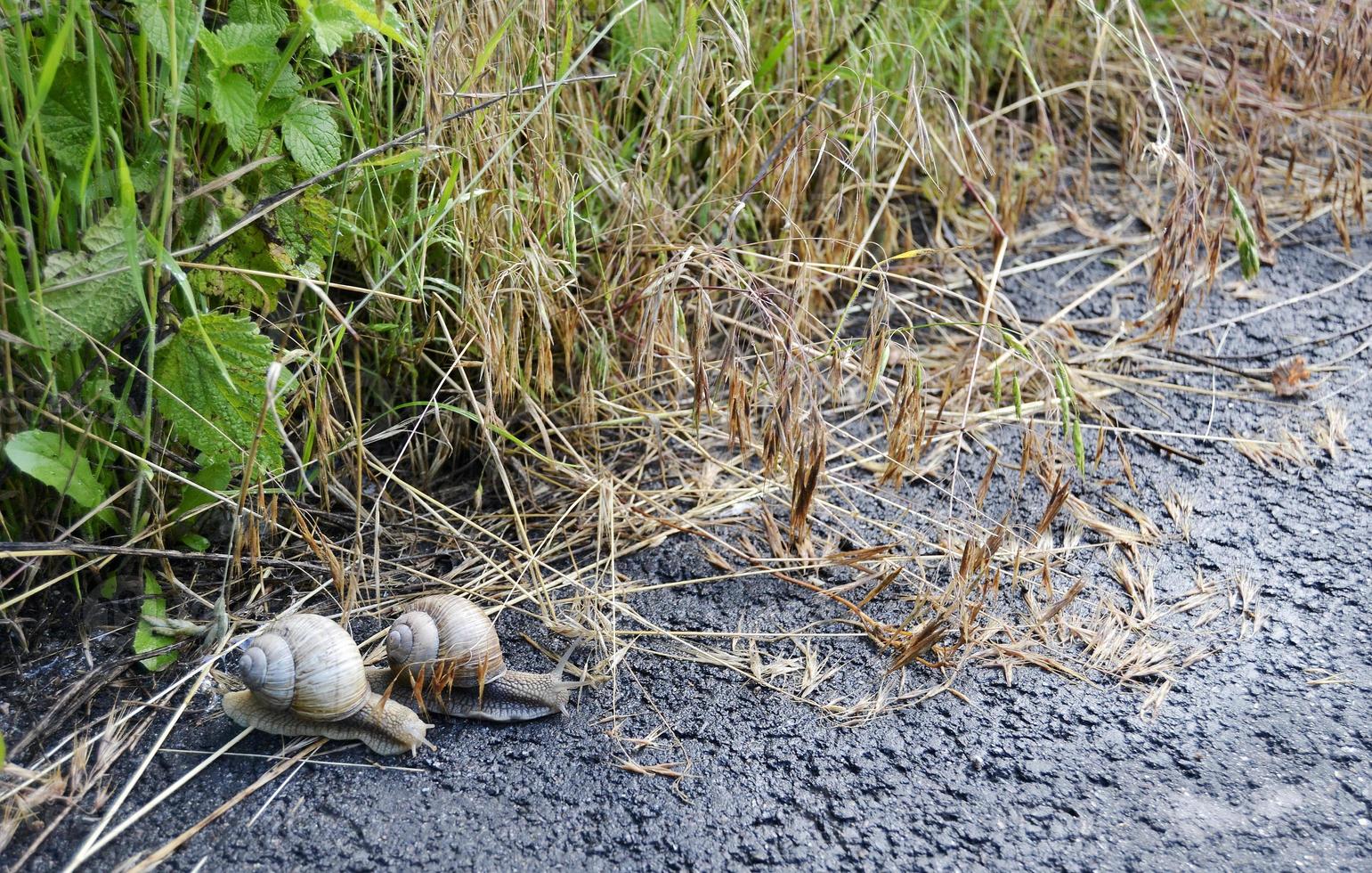 grote tuinslak in schelp kruipend op natte weg, haast je naar huis foto