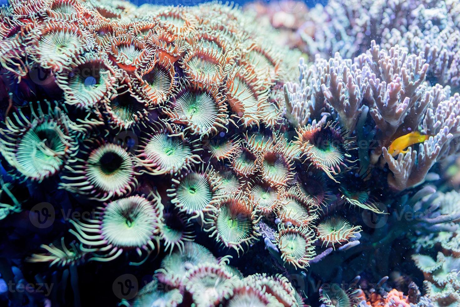 onderwaterbeeld van zeeplanten en algen in de zee foto