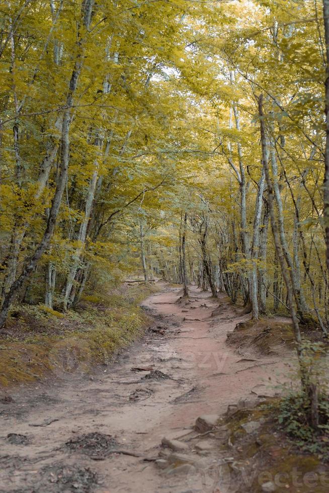 geel herfstbos vol bomen foto