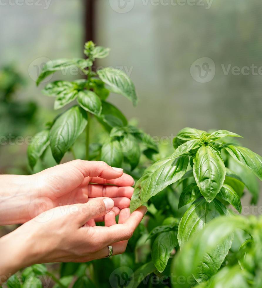 vrouwelijke handen aanraken van basilicumbladeren, werken in de tuin foto