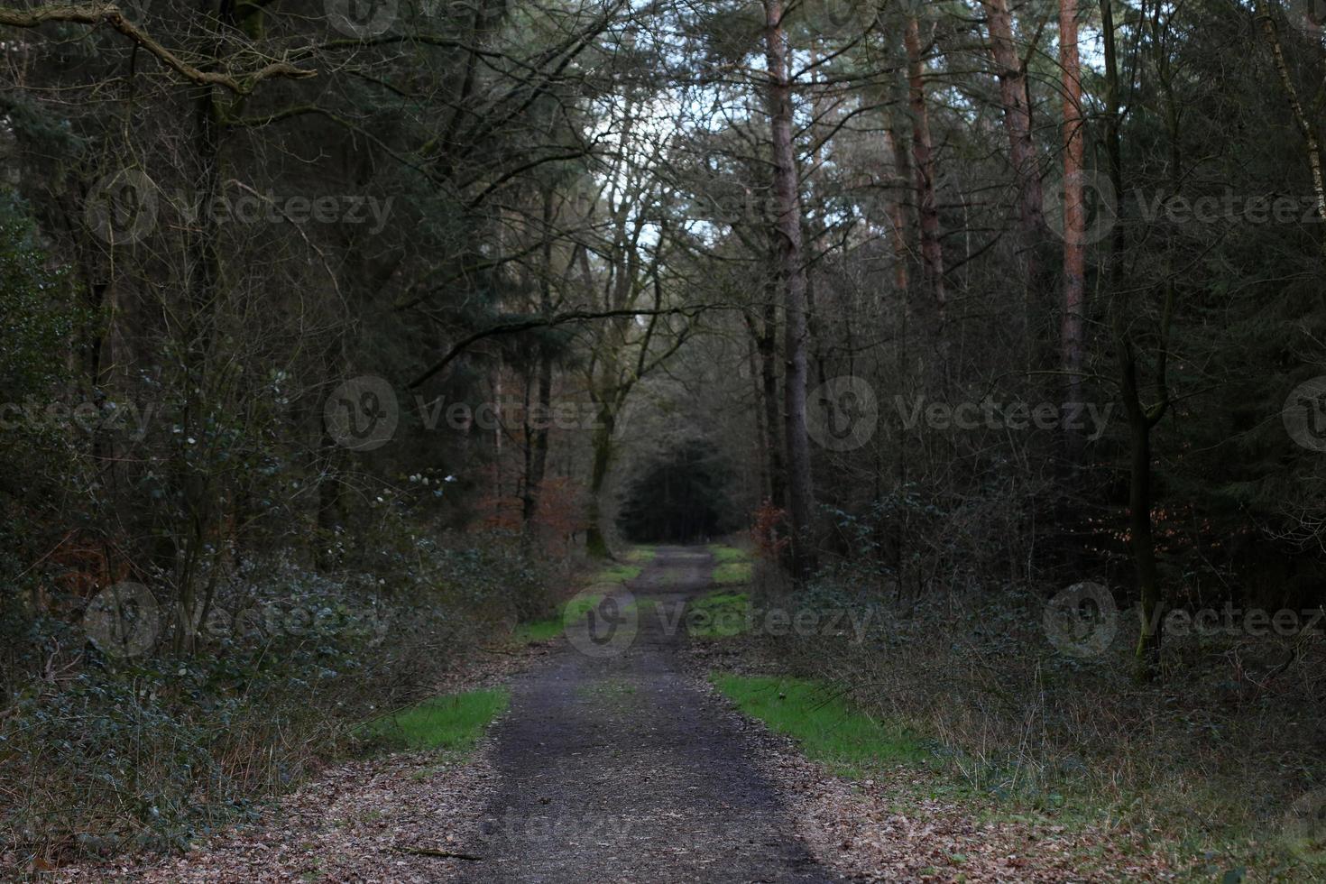 weg in duits bos achtergrond stock photography hoge kwaliteit prints foto