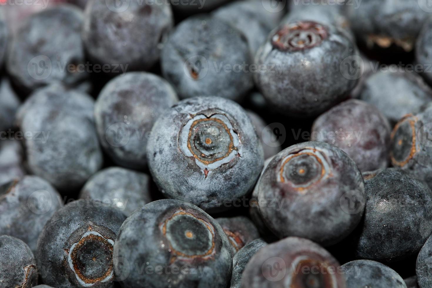 wilde blauwe bessen macro achtergrond afdrukken van hoge kwaliteit foto