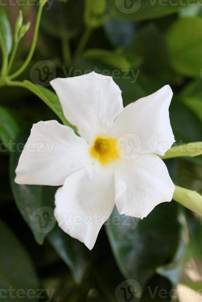 mandevilla bella bloem Chileense jasmijn familie Apocynaceae achtergrond foto