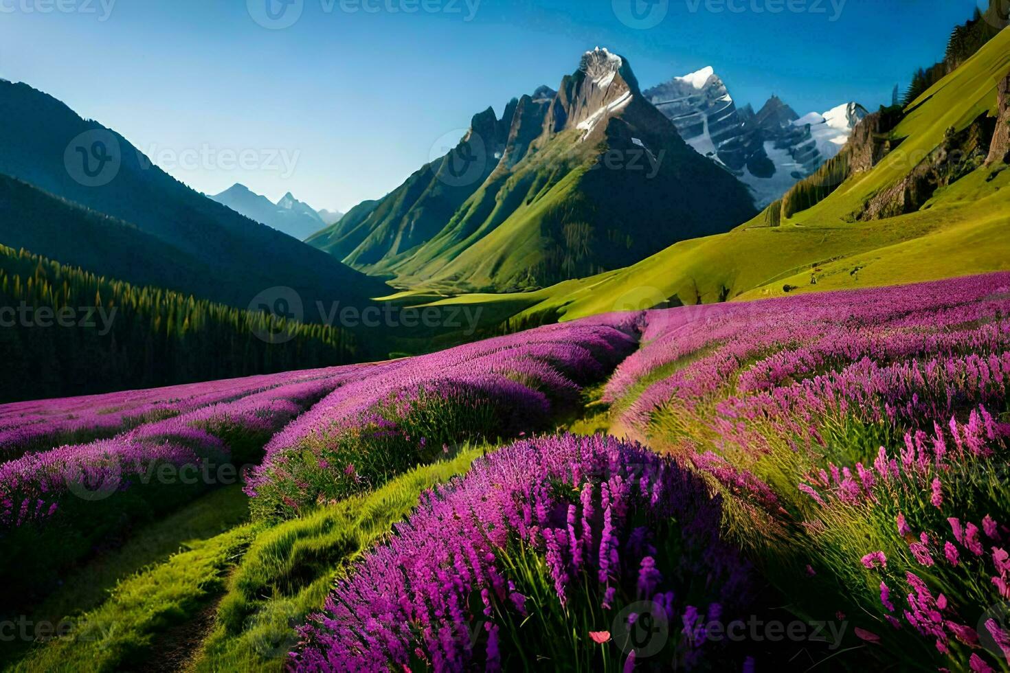 de lavendel velden van de bergen. ai-gegenereerd foto