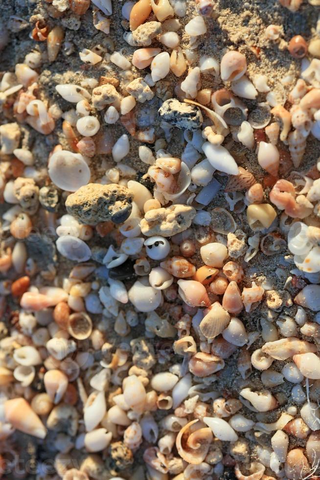 schelpen macro elafonisi strand kreta eiland covid-19 vakantie achtergrond foto