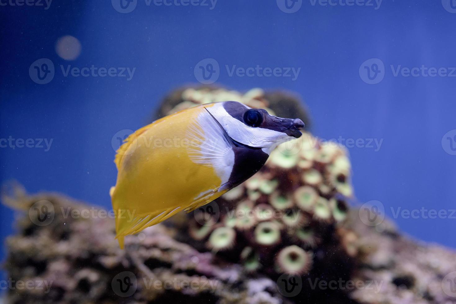 onderwaterbeeld van vissen in de zee foto