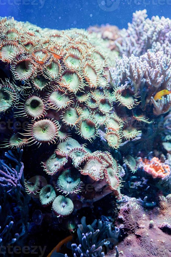 onderwaterbeeld van zeeplanten en algen in de zee foto