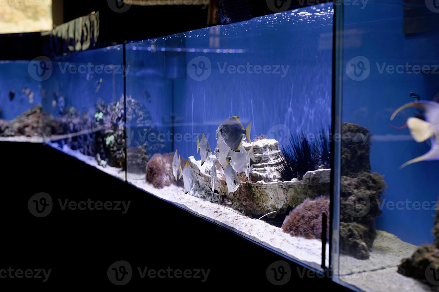 aquaria met vissen in oceanarium foto