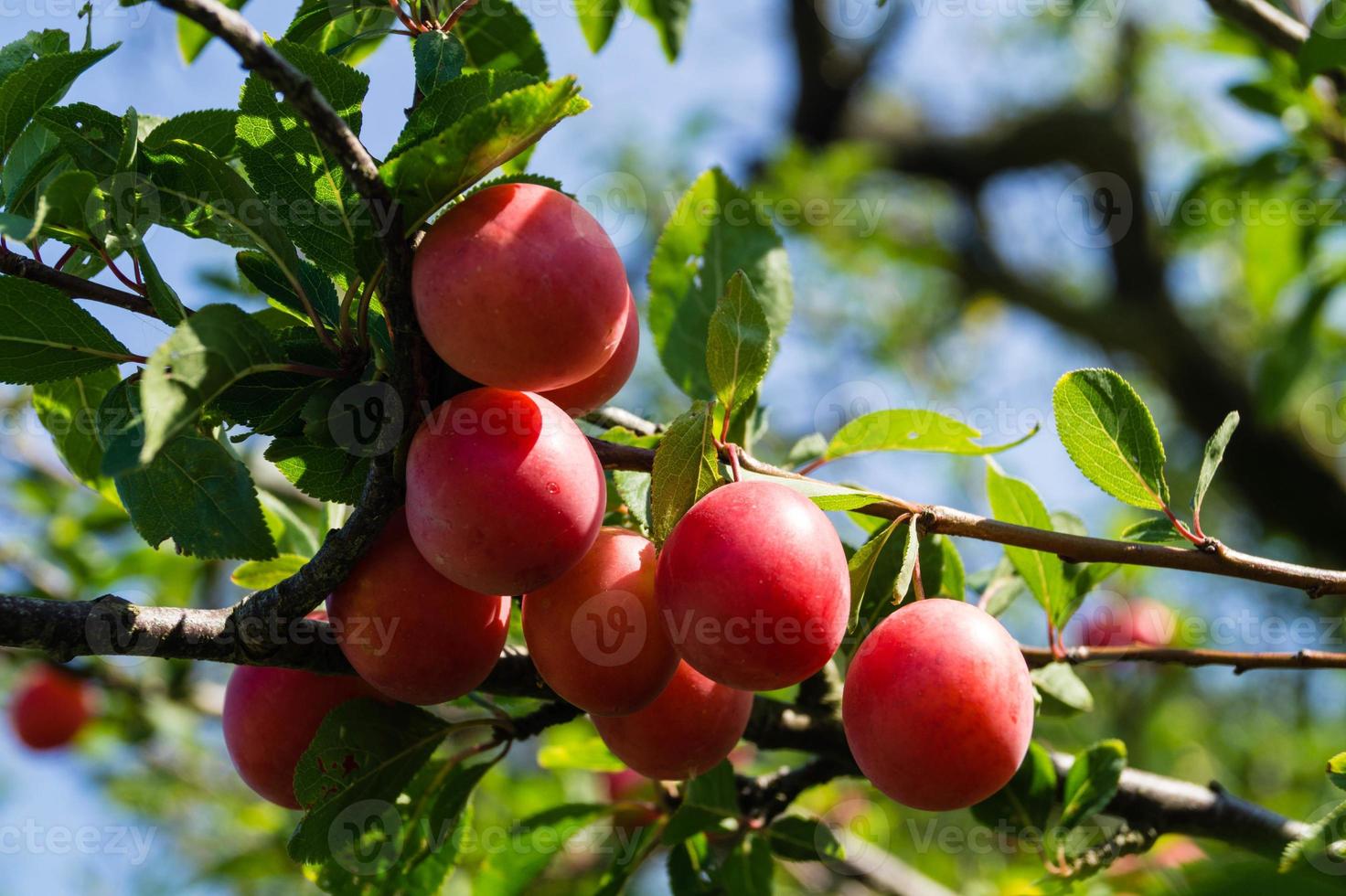 mirabelle prunus cerasifera naast hamburg foto